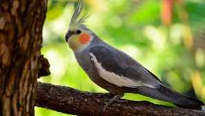 Как да опитам ъгъл на ръка?